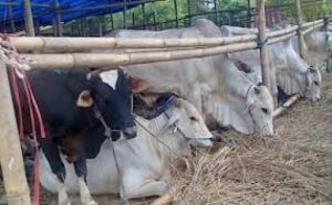 Masyarakat Kamek Sembelih 429 Ekor Hewan Qurban