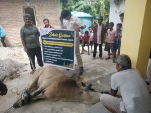 TPK IASMA 1 Landbouw Bukittinggi Kembali Tebar 7 Ekor Sapi Qurban di Kabupaten Agam