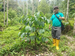Garap Lahan Masyarakat Walnag Duo Koto Bangun ” Kampung Kopi”