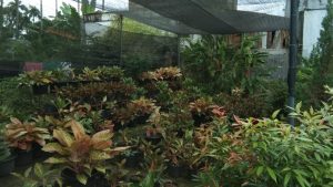 Pandemi Covid-19 Bawa Berkah Bagi Penjual Tanaman Hias di Lubuk Basung