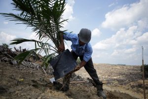 Tahun Ini Distan Agam Replanting 317,65 Hektare Kelapa Sawit