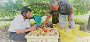 Petani Manggis di Agam Mulai Menggeliat