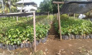 Goro Badunsanak, Nagari Lubuk Basung Targetkan Tanam 50.000 Pohon