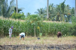 Jasa Tanam dan Panen Jagung, Sumber Alternatif Penghasilan Masyarakat