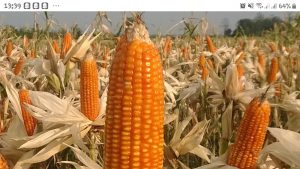 Harga Jagung Pipil di Tingkat Petani Agam Merangkak Naik