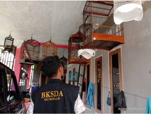 Tak Berizin, Pemilik Burung Kicau Dilindungi Terancam Dipidana