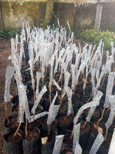 Hasilkan Bibit Unggul, Distan Agam Lakukan Sambung Pucuk