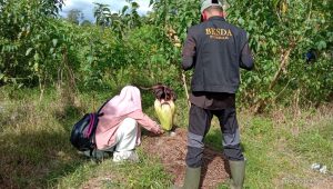 Satu Kuncup Bunga Bangkai di Lubuk Basung Gagal Mekar