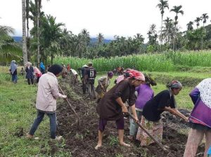 Buka JUT di Jorong Sini Aia, Ibu-ibu Ikut Goro