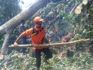 Hujan Disertai Angin Kencang, Pohon Tumbang di Matur Tutup Akses Jalan
