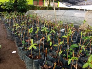 Distan Agam Sambung Pucuk Komoditi Buah, Keberhasilan Capai 80 Persen