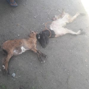 Tiga Ekor Kambing di Palembayan Mati, Diduga Diterkam Satwa Liar