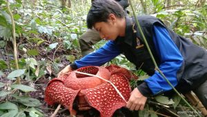 Rafflesia Tuan-Mudae Mekar Sempurna di Cagar Alam Maninjau