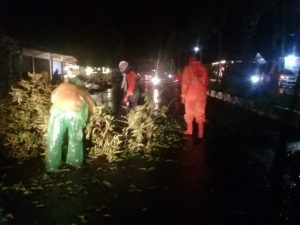 Hujan Badai, Pohon Tumbang Ganggu Akses Lubuk Basung-Bukittinggi