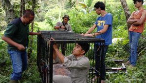 Beruang Muncul Lagi di Kawasan Kelok 44, BKSDA Pasang Perangkap Evakuasi