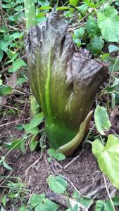 Bunga Amorphophallus Paeoniifolius Ditemukan di Hutan Simaruok