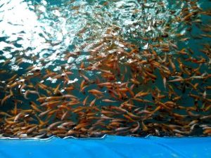 DPKP Agam Telah Salurkan 578.130 Bibit Ikan