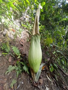 Bunga Langka Kembali Ditemukan di Perkebunan Warga Garagahan