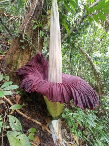 Hutan Simaruok Diprediksi Sebagai Habitat Bunga Bangkai