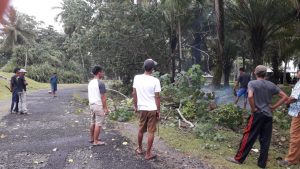 Antisipasi Bencana, Masyarakat Tiku Selatan Pangkas Pohon Rawan Tumbang