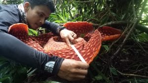Bunga Rafflesia Arnoldi Mekar di Penghujung Tahun 2020
