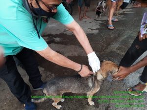 Kasus Gigitan HPR Tinggi, Pemkab Agam Siapkan 5.000 Vaksin Cegah Rabies