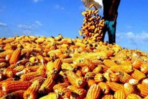 Produksi Jagung di Agam 115.014,9 Ton Tahun Lalu