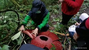 Lagi, Rafflesia Tuan-Mudae Mekar Sempurna di Cagar Alam Maninjau