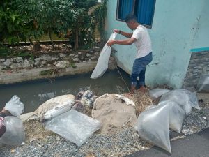 Bantu Pemuda Jorong Pulai Magek, Pemkab Agam Tebar Ribuan Bibit Ikan