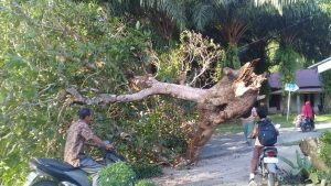 Pohon Tumbang di Cacang Randah, BPBD Agam Lakukan Pembersihan