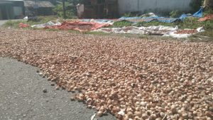 Harga Pinang Tembus Rp16 Ribu/Kg, Petani Lega