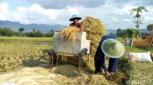 Pemkab.Agam Usulkan Bantuan Benih Padi Pada Pemerintah Pusat