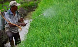 Antisipasi OPT, Distan Agam Bantu Petani dengan Obat-Obatan