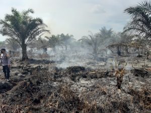 10 Hektare Lahan Sawit Terbakar di Tiku Utara