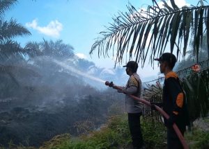 Lahan Perkebunan Kelapa Sawit Kembali Terbakar di Durian Kapeh