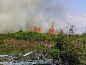 Lahan Gambut Kembali Terbakar di Durian Kapeh