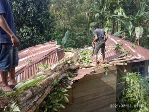 Ditimpa Pohon Tumbang, Dua Rumah di Malalak Rusak