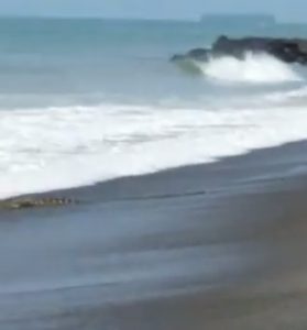 Buaya di Pantai Tiku Terus Bergerak, Terakhir Muncul di Sungai Sariak
