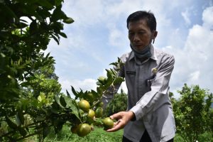 Distan Agam Sediakan Ribuan Bibit Tanaman Untuk Disalurkan Selama Ramadan