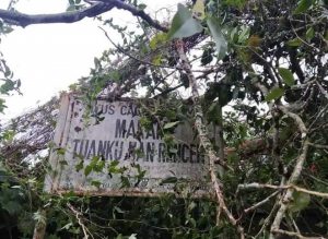 Ditimpa Pohon Beringin, Makam Pahlawan Perang Paderi Tuanku Nan Renceh Rusak