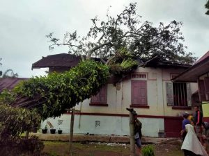 Angin Kencang Dini Hari, Rumah Gadang Ditimpa Pohon di Sariak