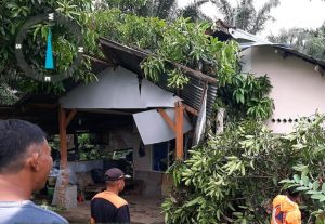 Sebagian Wilayah di Agam Dilanda Angin Badai, Pohon Bertumbangan