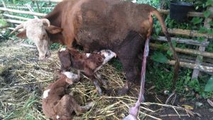 41 Ekor Induk Sapi di Agam Lahirkan Anak Kembar Melalui IB