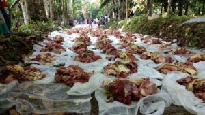 Tradisi “Maumpuak” Daging Kurban Di Sungai Batang