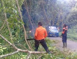 Angin Kencang Tumbangkan Pohon Beringin Besar di Kelok 44