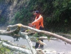 Pohon Tumbang di Sungai Landia Tutup Separuh Badan Jalan