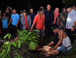 Mambantai Bersama Warga, Bupati Agam : Tradisi yang Harus Dilestarikan