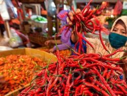 Pasokan Cabai Turun, Cabai Keriting Naik Disaat Komoditi Lainnya Stabil