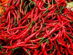 Dampak Kenaikan BBM, Harga Cabai Merah Kembali Meroket