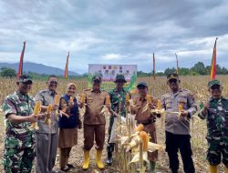 Kodim 0304/Agam Panen Perdana Jagung di Sungai Jariang